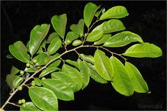 Margaritaria indica